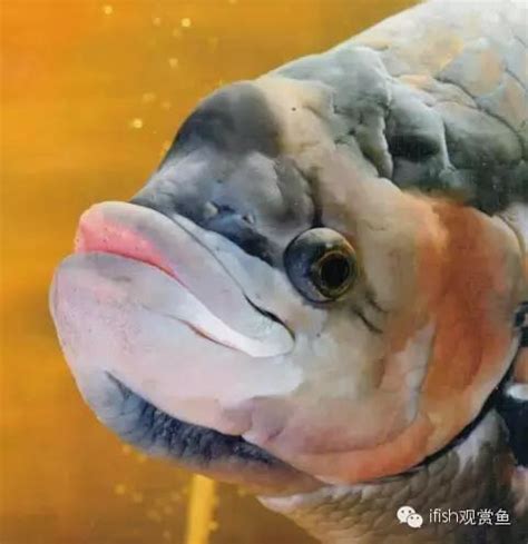 戰船魚吃什麼|玩家「戰船」 哪能說翻就翻！